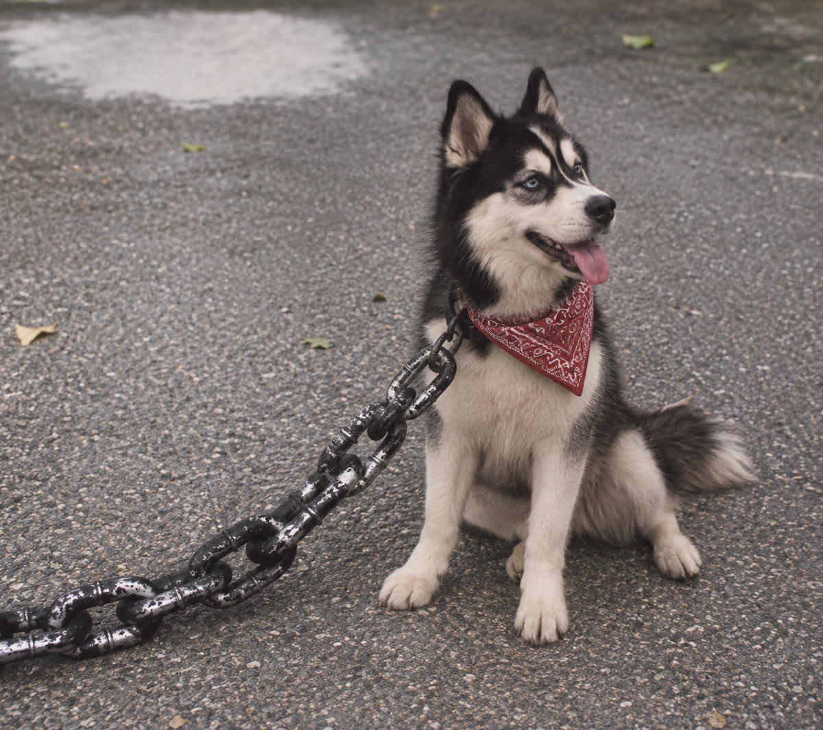 Giant Chain