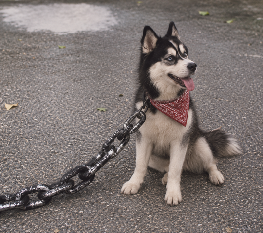 Giant Chain